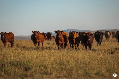 The Advantages of Angus Cattle: Why They Stand Out in the Beef Industry